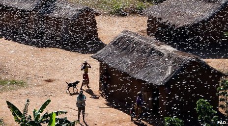 Madagascar Hit By 'Severe' Plague Of Locusts