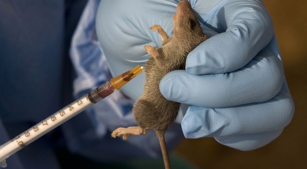 Lassa Fever: Oyo on Red Alert, Partners UCH, NMA