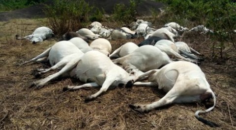 36 cows: expert begins fumigation of Ijare sacred grove