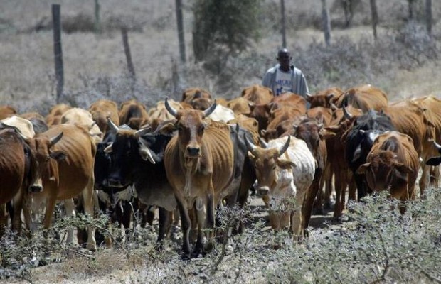 Benue gov arrest cows as herders take to flight